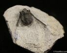 Long Spined Cyphaspis Eberhardiei Trilobite #1521-3
